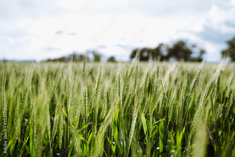 Young green wheat growing in soil. Ripening ears of wheat field. Summer day. Sunset light Young green wheat growing in soil. Ripening ears of wheat field. Summer day. Sunset light