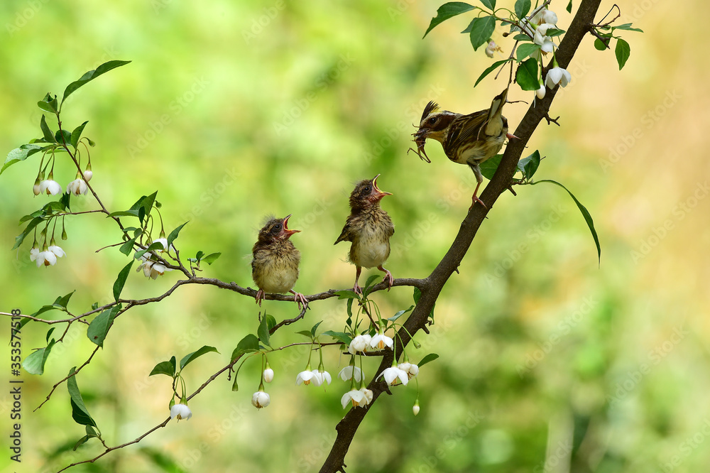 Fototapeta premium Yellow-throated bunting bird, Yellow Hammer, Emberiza elegans