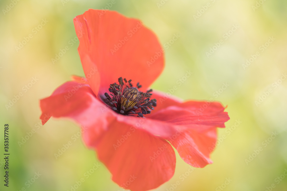 fleur coquelicot seule sur fonds vert clair. plan rapproché et horizontal pour cette plante pavot orange. les couleurs sont contrastées et cette lumière donne de la profondeur.le flou d'arrière plan e