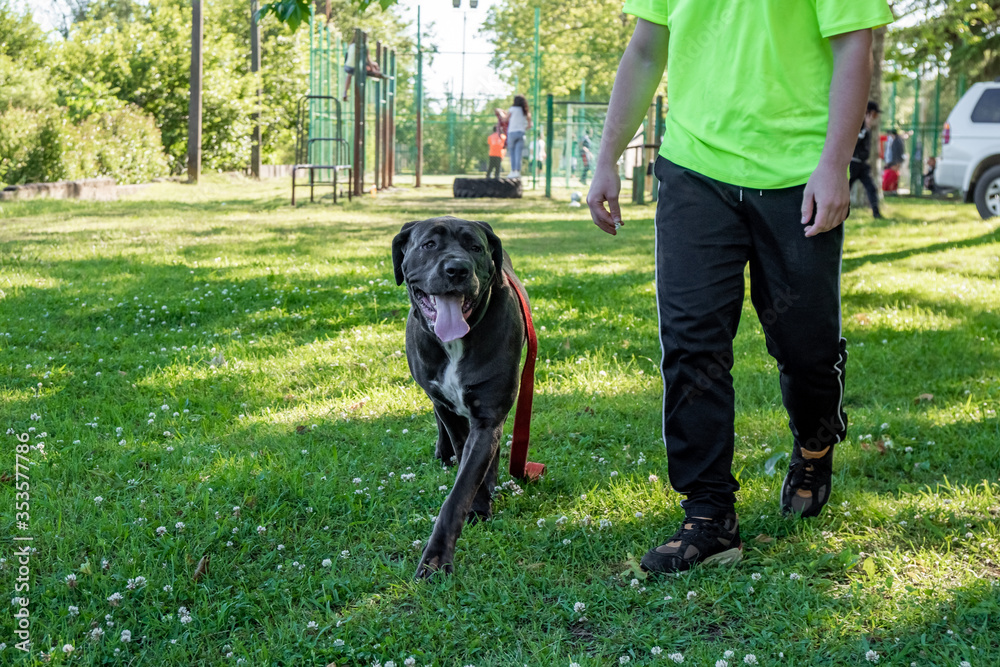 Big young cane corso playing in the grass with owner