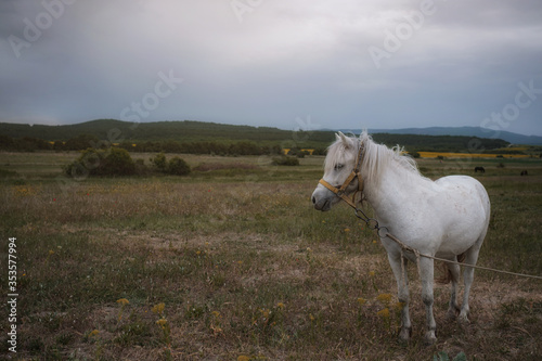 Fototapeta Naklejka Na Ścianę i Meble -  Beautiful white pony on the field in the village. Cloudy weather