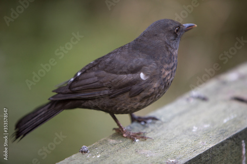 female Blackbird on fence