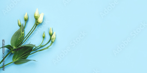 Fresh white flowers on a blue pastel background. Spring minimal concept. Copy space for text.