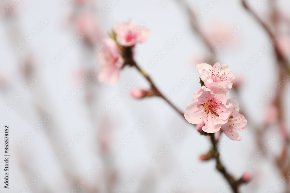 Closeup view of blossoming tree outdoors on spring day Closeup view of blossoming tree outdoors on spring day