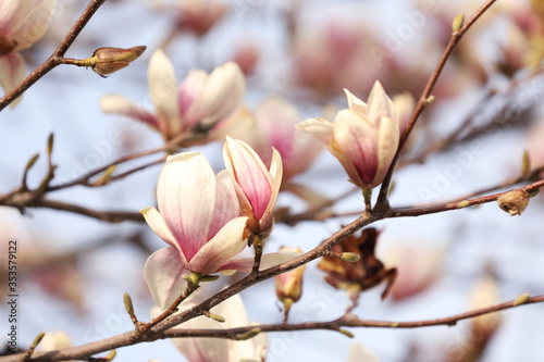 Closeup view of blossoming magnolia tree outdoors on spring day © New Africa