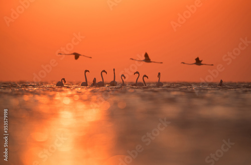 Wallpaper Mural Greater Flamingos in the morning sunlight at Asker, Bahrain Torontodigital.ca