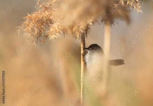 Graceful prinia photo