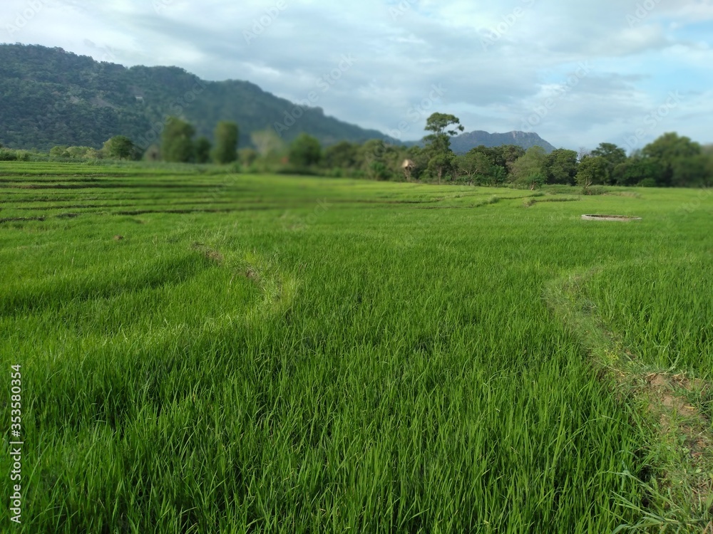 rice field in sri lanka