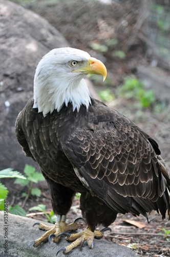 Bald eagle stands on a rock