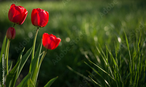 red tulips in spring