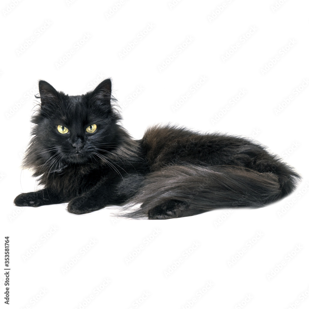 Black cat lies on a white background