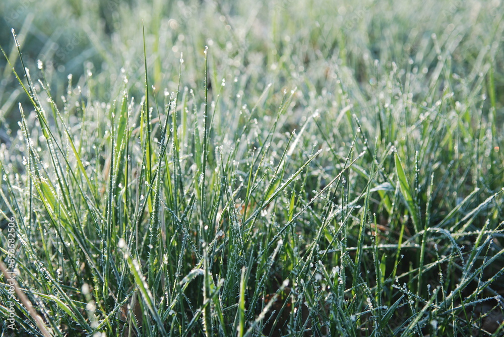 green grass background with dew green grass background with dew