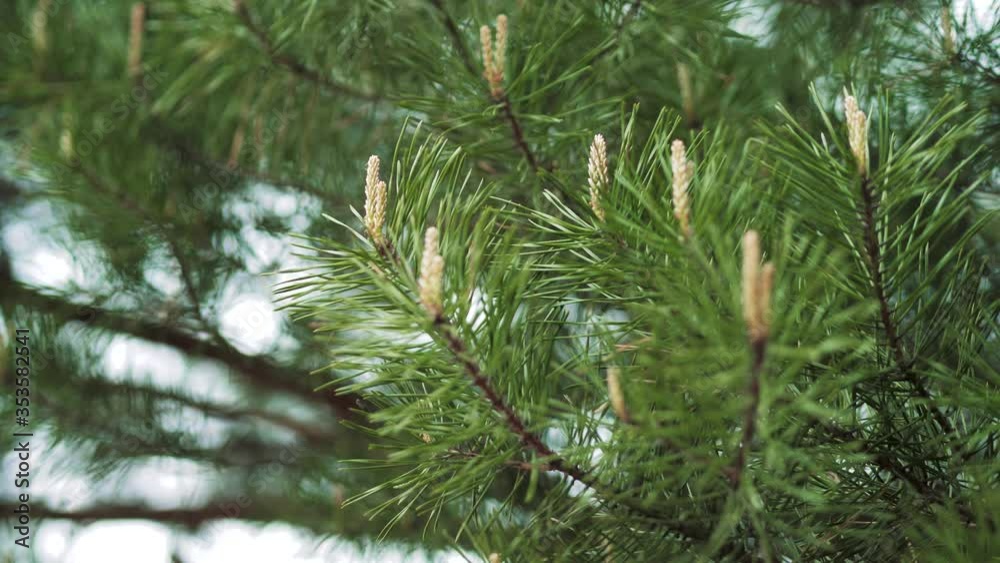 Spring. Fresh pine branches. The young shoots of the coniferous tree. Spring. Fresh pine branches. The young shoots of the coniferous tree.