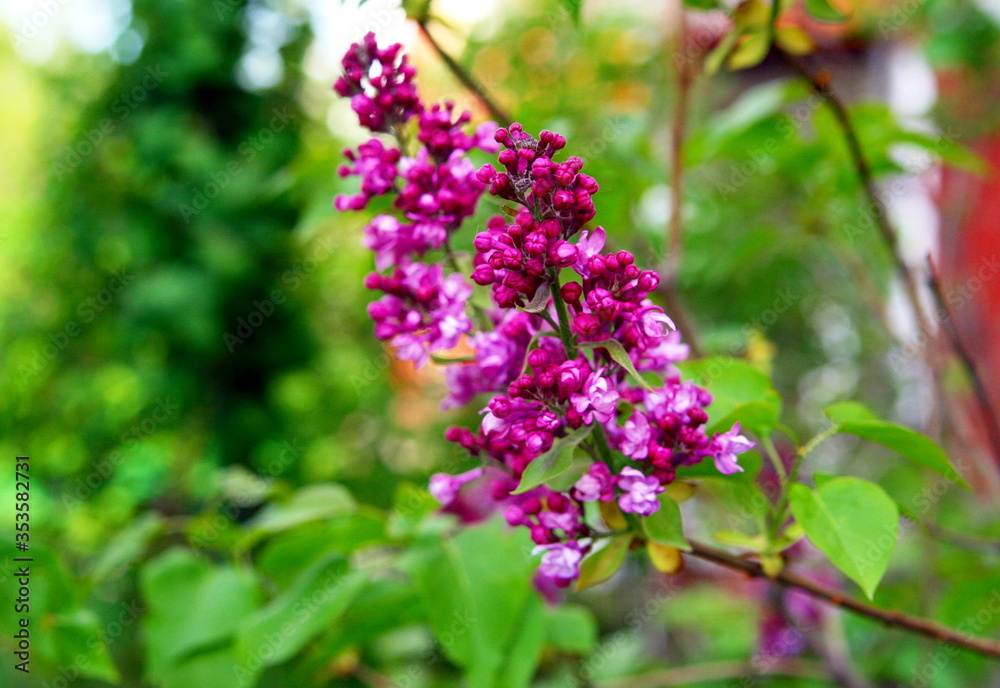 Obraz premium beautiful lilac Bush blooming close up