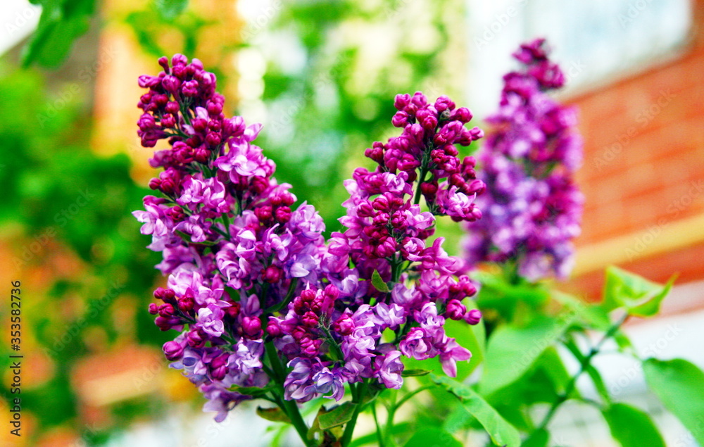 Obraz premium beautiful lilac Bush blooming close up