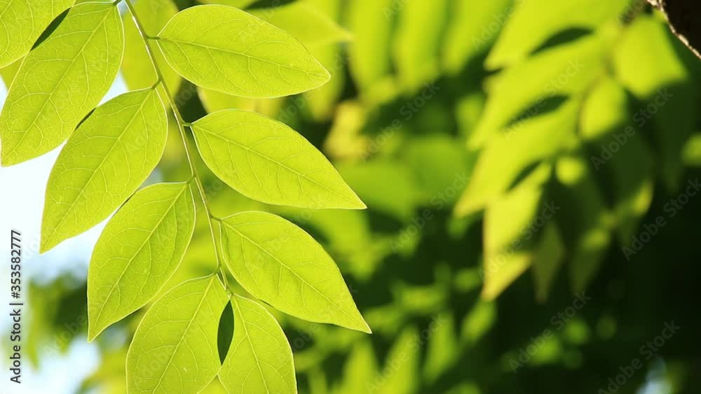 Leaves of tree with sunlight , Chiangmai Thailand Leaves of tree with sunlight , Chiangmai Thailand