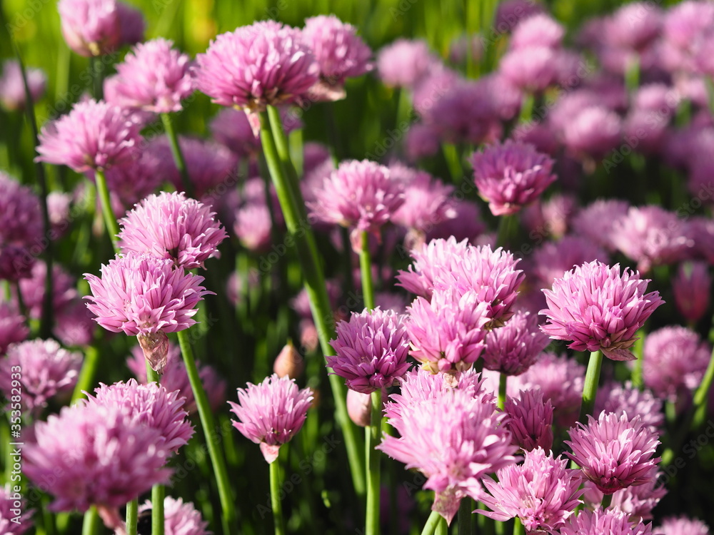 Decorative onion grows and blooms on a flowerbed in the garden Decorative onion grows and blooms on a flowerbed in the garden
