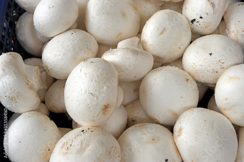 Champignons. Cultivated white mushroom or field mushrooms pattern.