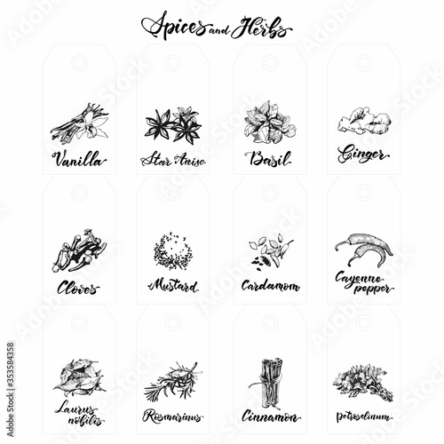 spices herbs graphics lettering basil cardamom cayenne pepper cinnamon cloves cumin ginger laurus nobilis mustard peppercorns petroselinum rosmarinus star anise vanilla photo