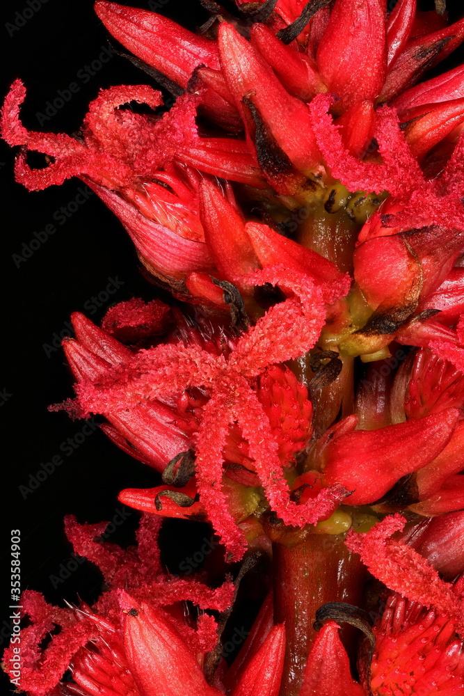 Castor-Oil Plant (Ricinus communis). Female Flowers Closeup Castor-Oil Plant (Ricinus communis). Female Flowers Closeup