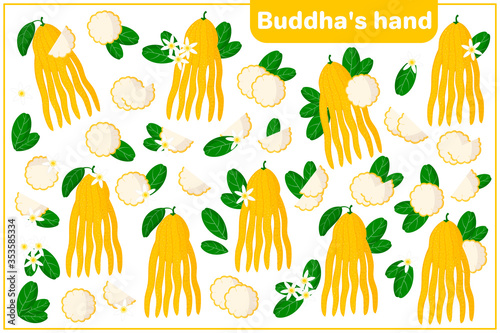 Set of vector cartoon illustrations with whole, half, cut slice Buddha's hand exotic fruits, flowers and leaves isolated on white background