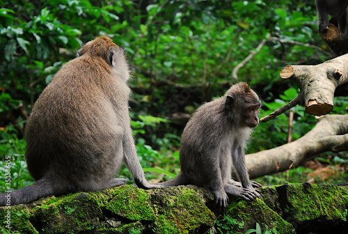 Małpki © Dariusz Dziuda