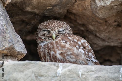 Little Owl (Athene noctua) bird in wildlife area. photo