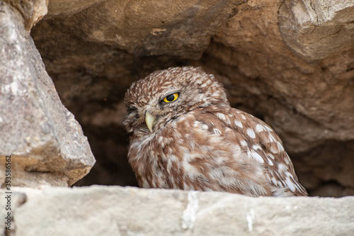 Little Owl (Athene noctua) bird in wildlife area. photo