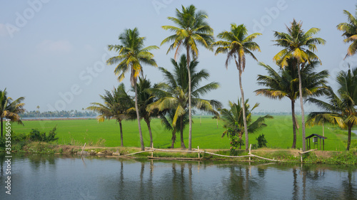 Kerala houseboats Backwaters with coconut trees and paddy field