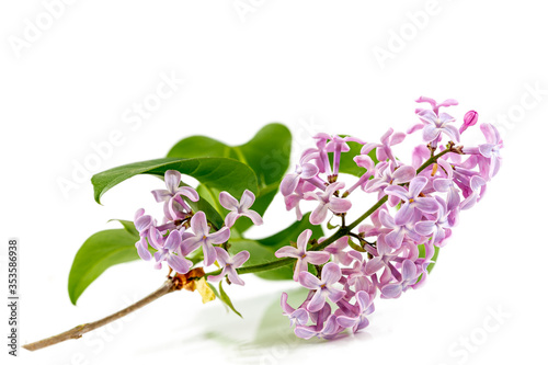 Beautiful Lilac branch isolated on white a background