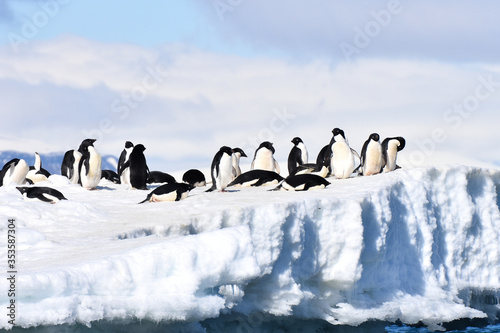 Adelie penguins  Hope Bay  Antarctica 