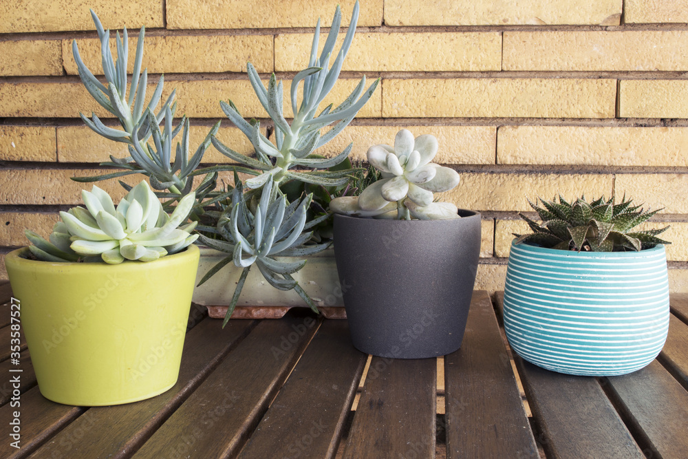 Cactus plants in different colored pots on a wooden table and natural briks background. Cactus plants in different colored pots on a wooden table and natural briks background.