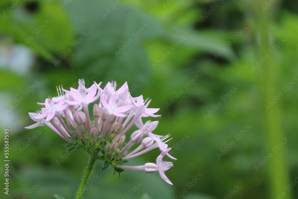 close up of a pink flower