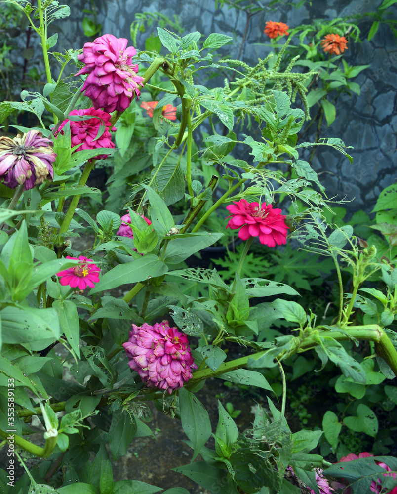 Many flower in my garden