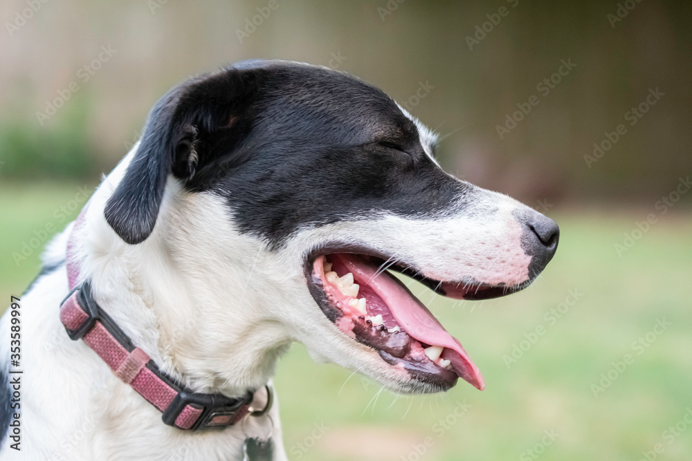 Black and white dog with eyes closed in profile