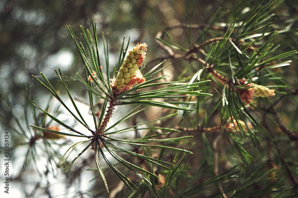 branches of a pine branches of a pine