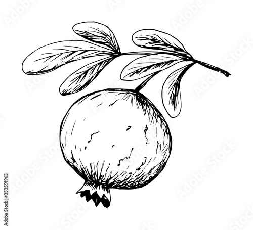 Hand-drawn vector ink drawing in engraving style. Fruit tree branch with leaves and pomegranate. Organic foods, juice, sweet, vitamin, healthy. For print, label.