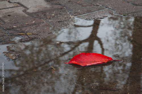 Red leaf fallen on a pond on the ground with a tree's reflection on water, autumn