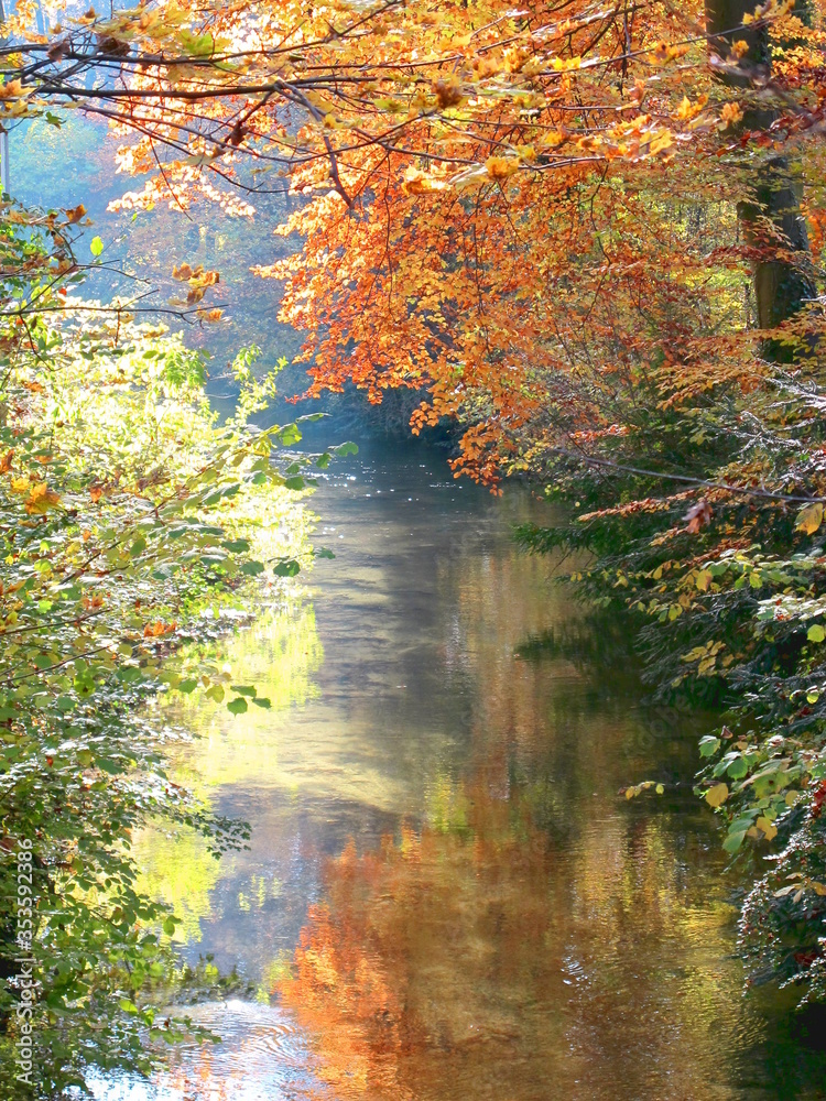 Herbstwald mit bach