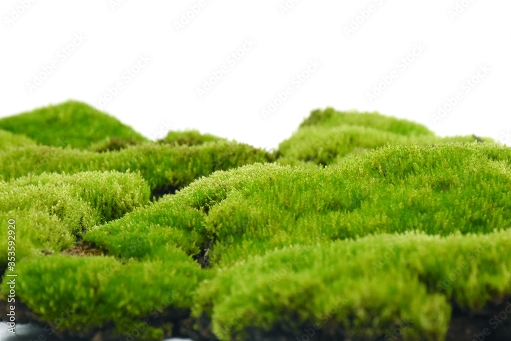 Moss green on white background.
