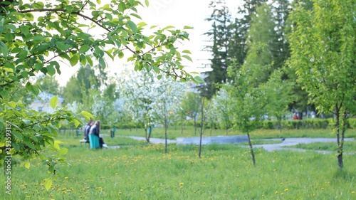 фотографія blurred background of a summer park with dandelions on the lawns, flowering youn