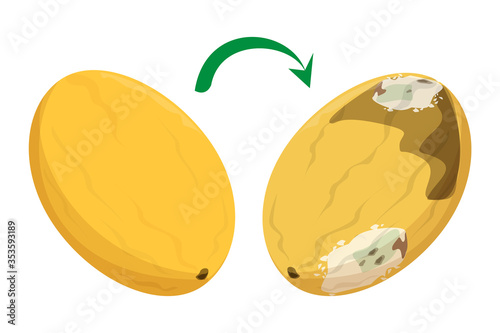Fresh good melon becomes rotten vector isolated