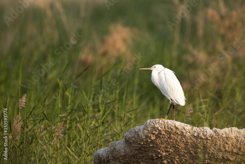 Little Egret resting on the rock of Alba Marsh, Bahrain photo