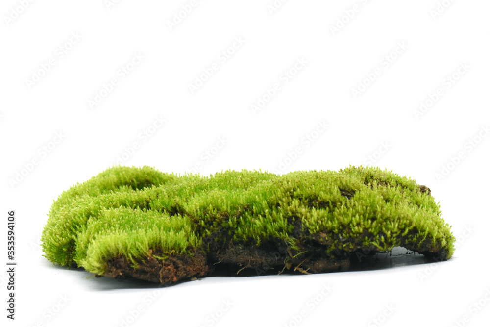 Fototapeta premium Moss green on white background.