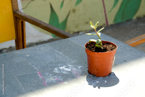 Plantita en una maceta de plástico sobre una mesa de acero al aire libre photo