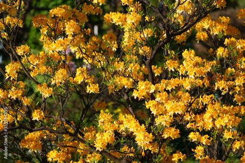 kwitnące drzewo żółte kwiaty gęste intensywnie pachnące