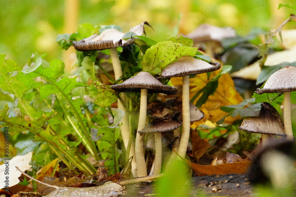 Mushrooms in the autumn leaves in the park Mushrooms in the autumn leaves in the park