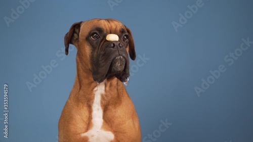 quiet and obedient dog with food in the ocic waiting for his owner's order