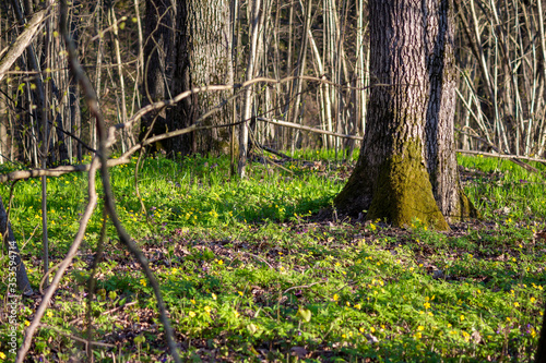 A carpet of bright green vegetation in the middle of the forest. Sunny spring day 
