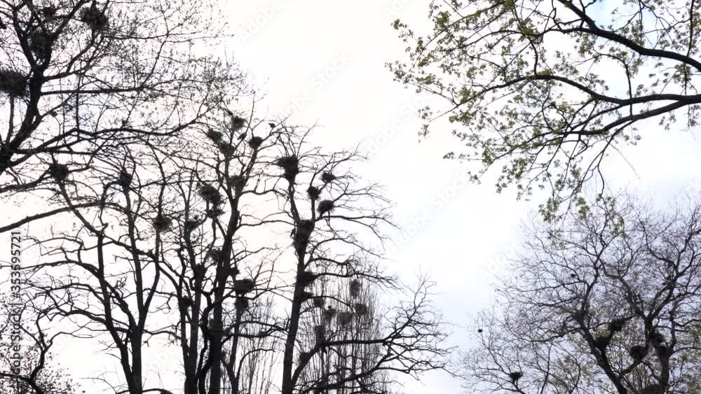 Many black birds flying and sitting in their nests situated on bare branches of tall old spring trees. Many black birds flying and sitting in their nests situated on bare branches of tall old spring trees.